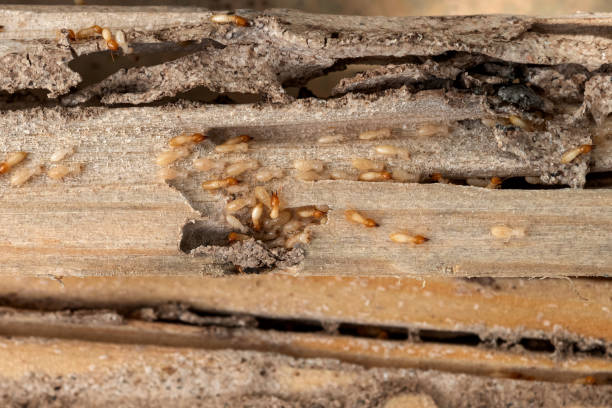 Best Exterminator Services  in Sawmills, NC