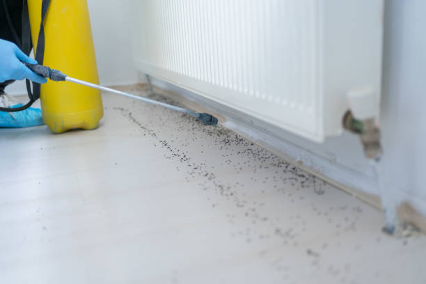 Best Insect Control  in Sawmills, NC